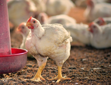 Birds are lifted from the farms by our own vehicles and distributed with the brand name Ideal chicken. 