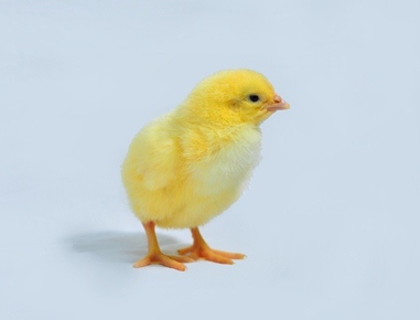 Chicks are transported to our own farms and are also available for sale. Utmost hygiene is maintained in the hatchery to protect chicks from infection.